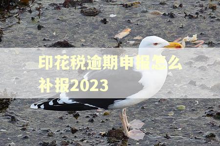 印花税逾期申报怎么补报2023