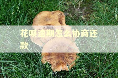 花呗逾期怎么协商还款 花呗逾期怎么协商还款