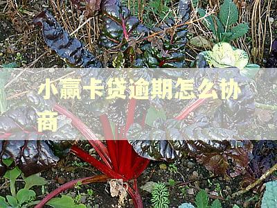 小赢卡贷逾期怎么协商