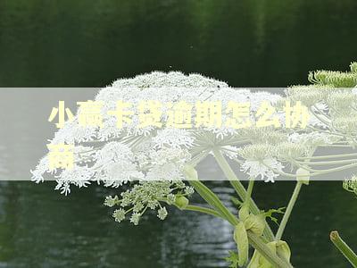 小赢卡贷逾期怎么协商