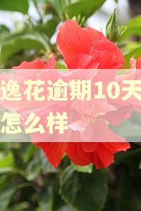 安逸花逾期10天了会怎么样