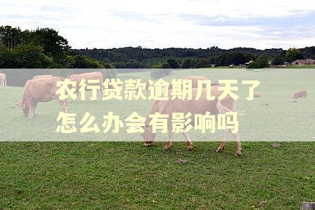 农行贷款逾期几天了怎么办会有影响吗 农行贷款逾期几天了怎么办会有影响吗