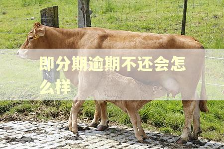 即分期逾期不还会怎么样