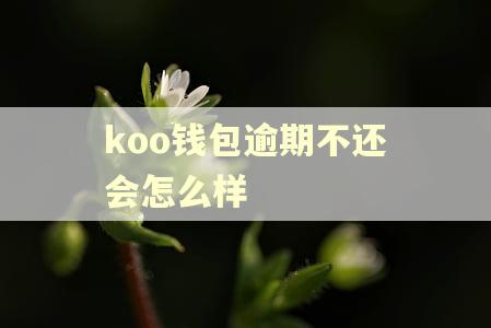 koo钱包逾期不还会怎么样