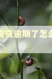 众安贷逾期了怎么协商