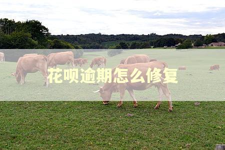 花呗逾期怎么修复