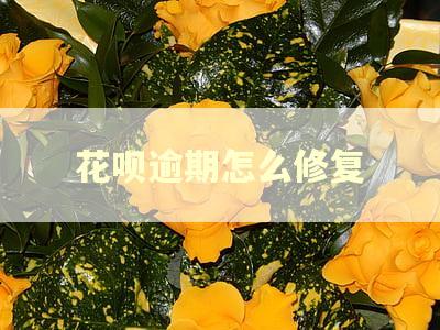花呗逾期怎么修复 花呗逾期怎么修复