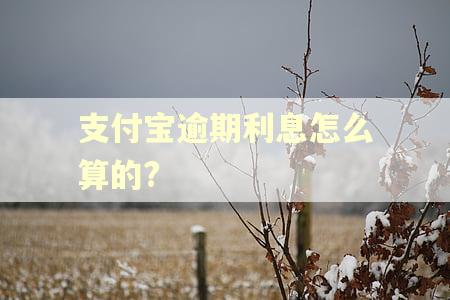 支付宝逾期利息怎么算的?
