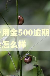 备用金500逾期了会怎么样