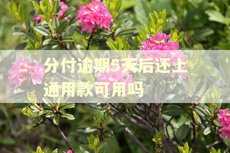 分付逾期5天后还上通用款可用吗