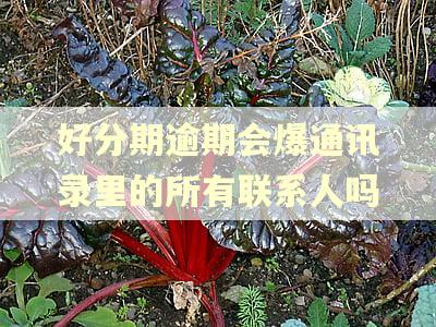 好分期逾期会爆通讯录里的所有联系人吗