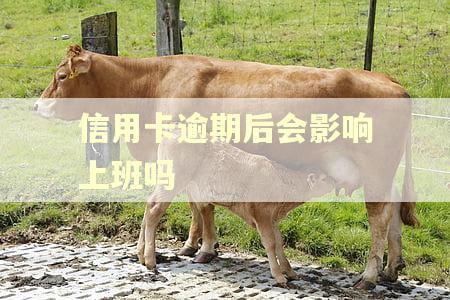信用卡逾期后会影响上班吗