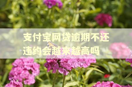 支付宝网贷逾期不还违约会越来越高吗