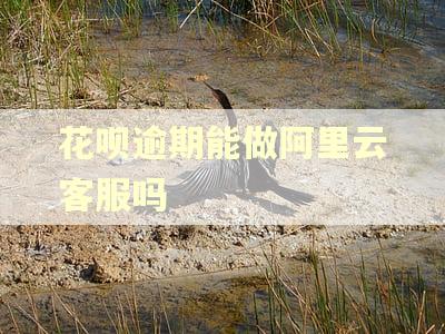 花呗逾期能做阿里云客服吗