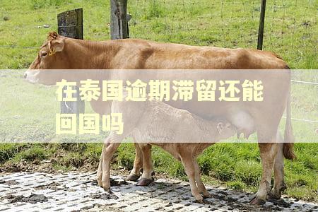 在泰国逾期滞留还能回国吗
