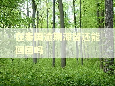 在泰国逾期滞留还能回国吗