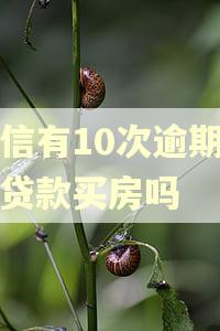 征信有10次逾期可以贷款买房吗 征信有10次逾期可以贷款买房吗