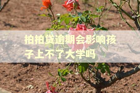 拍拍贷逾期会影响孩子上不了大学吗
