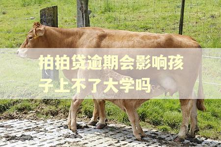 拍拍贷逾期会影响孩子上不了大学吗