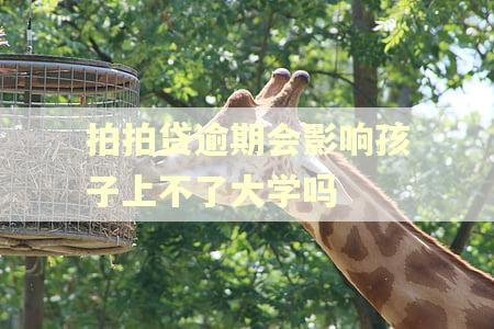 拍拍贷逾期会影响孩子上不了大学吗