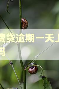 消费贷逾期一天上征信吗