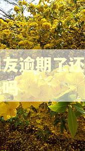 薪朋友逾期了还能借出来吗