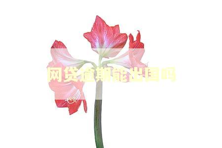 网贷逾期能出国吗