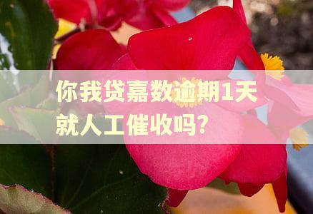 你我贷嘉数逾期1天就人工催收吗? 你我贷嘉数逾期1天就人工催收吗?