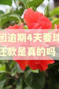美团逾期4天要球全额还款是真的吗