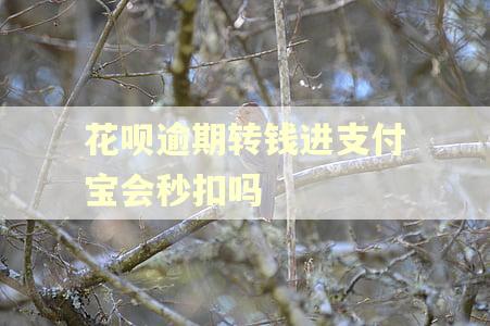 花呗逾期转钱进支付宝会秒扣吗