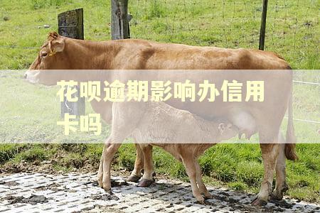 花呗逾期影响办信用卡吗