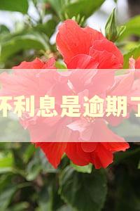 循环利息是逾期了吗