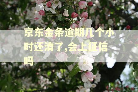 京东金条逾期几个小时还清了,会上征信吗