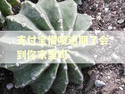 支付宝借呗逾期了会到你家里吗 支付宝借呗逾期了会到你家里吗