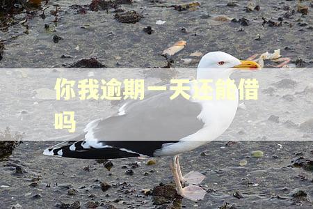 你我逾期一天还能借吗