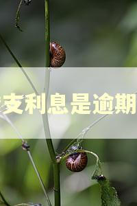 透支利息是逾期吗