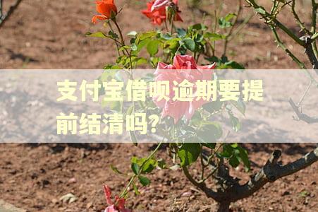 支付宝借呗逾期要提前结清吗？