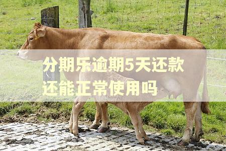 分期乐逾期5天还款还能正常使用吗
