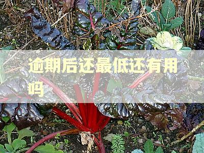 逾期后还最低还有用吗