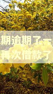 好分期逾期了一天就不能再次借款了吗