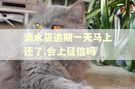 滴水贷逾期一天马上还了,会上征信吗