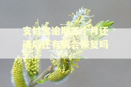 支付宝逾期三个月还清后还有机会恢复吗?