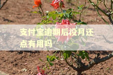 支付宝逾期后没月还点有用吗