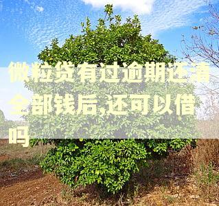 微粒贷有过逾期还清全部钱后,还可以借吗
