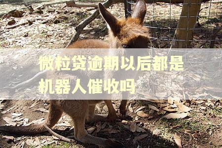 微粒贷逾期以后都是机器人催收吗