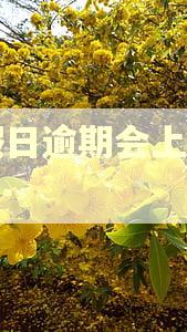 节假日逾期会上征信吗