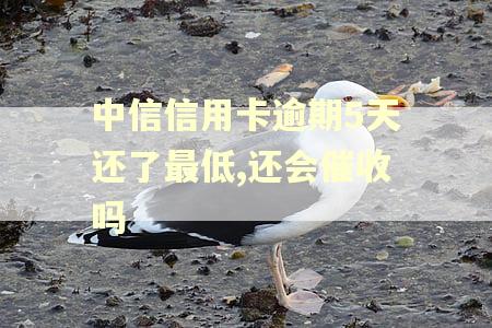 中信信用卡逾期5天还了最低,还会催收吗