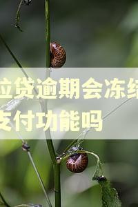 微粒贷逾期会冻结微信支付功能吗