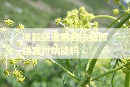 微粒贷逾期会冻结微信支付功能吗 微粒贷逾期会冻结微信支付功能吗