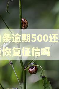 白条逾期500还了能恢复征信吗 白条逾期500还了能恢复征信吗